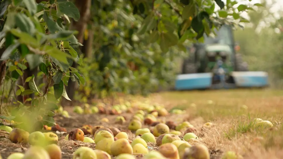 Dozens of mostly pale green apples are seen on the ground under a row of trees. In the distance, but not in focus, a tractor is approaching