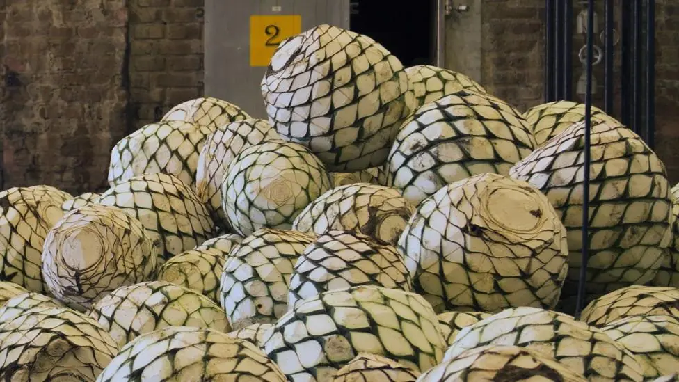 Agave hearts