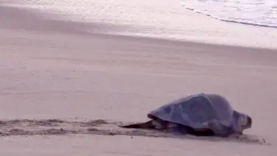 Two turtles make their way to the sea on La Escobilla beach in Oaxaca, Mexico.