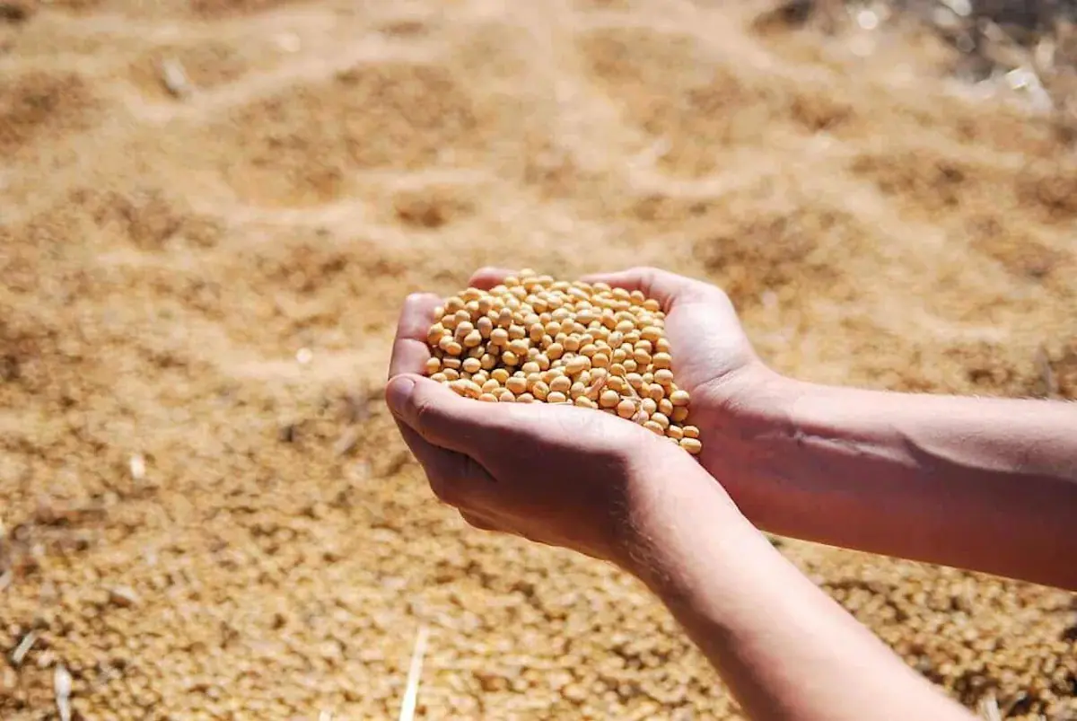 Soybeans Slipping Back as Ratings Remain Steady