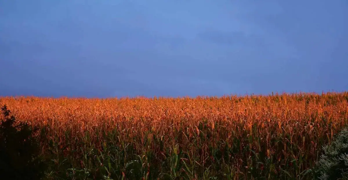 Corn Facing Early Turnaround Tuesday Weakness
