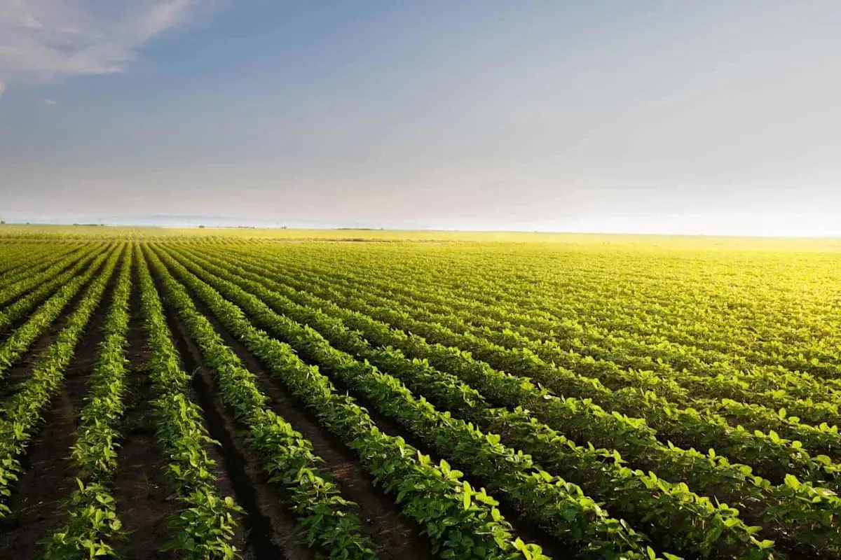 Soybean Pulling Back on Wednesday