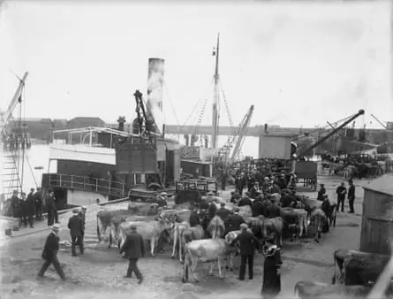 Jersey cows waiting to be shipped to Denmark from St Helier harbour around 1880.