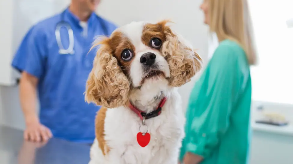A brown and white puppy with a red collar and heart shaped tag sits on a table at the vets and looks at the camera. Two vets are seen talking in the background