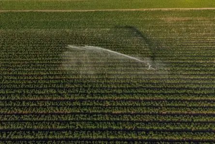 A field of potatoes is artificially irrigated on a farm