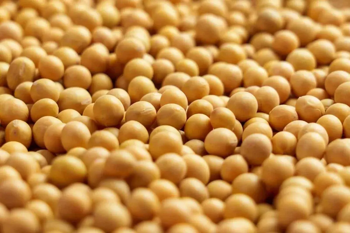 Soybean Oil Prices Are Falling as Crude Sells Off. 1 Trade to Make Here.