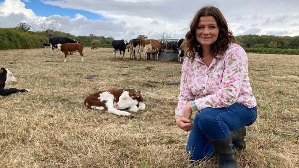 Jess Vaughan, wearing a pink shirt and jeans, bends down on a knee in a dry, yellow grass field. There are calves and cows behind her, some eating at a trough. The cows are white and brown, or white…