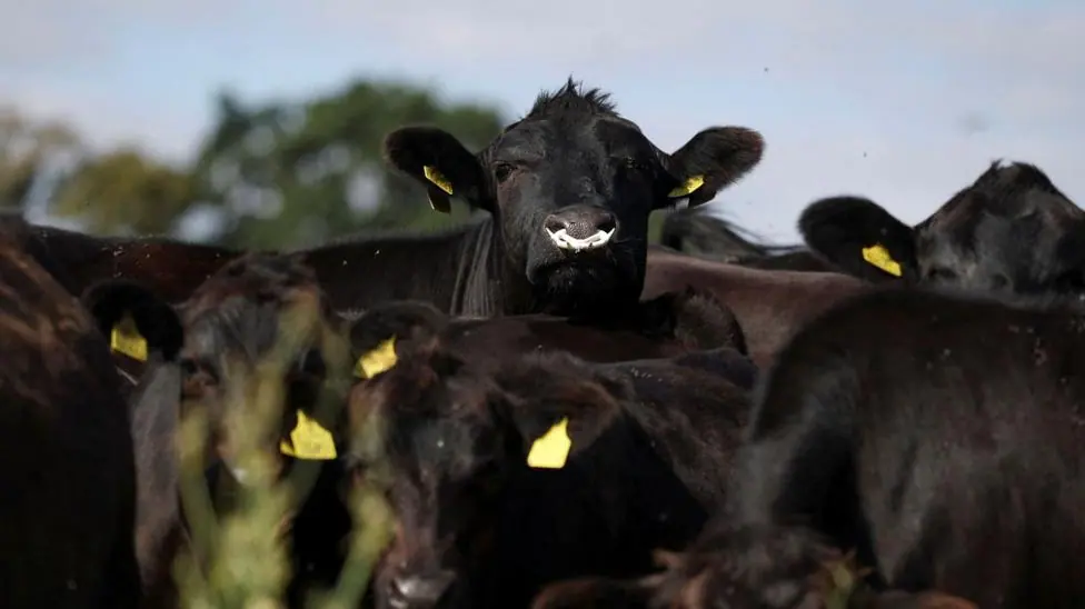 A herd of black Aberdeen Angus cows stand together in a field on a summer's day. They have yellow ear tags.