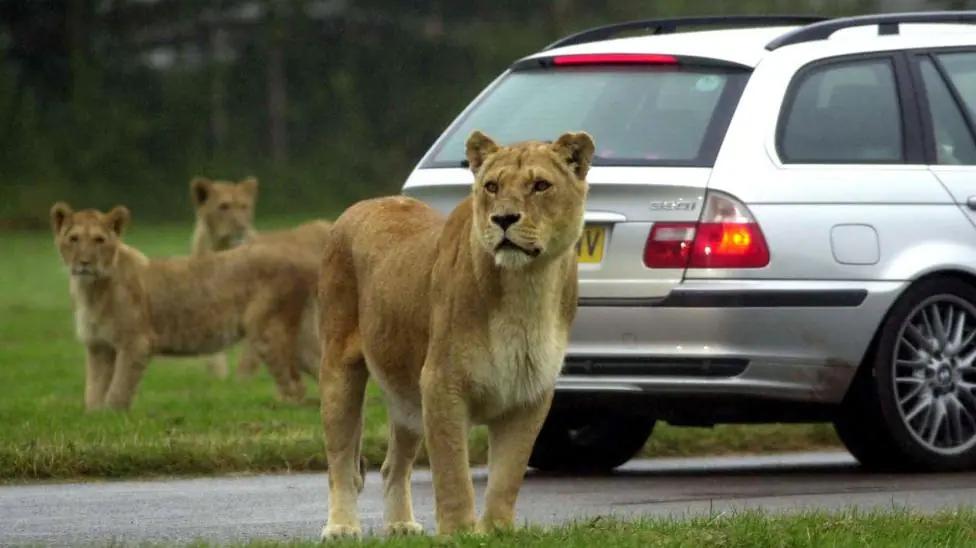 Lions take a look in their enclosure at Longleat Safari Park, Wiltshire