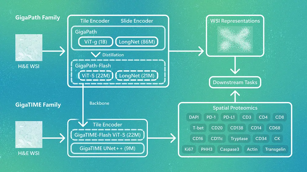Overview of the GigaPath/GigaTIME model family. GigaPath-Flash provides efficient tile and slide encoders at 22M parameters. GigaTIME-Flash predicts spatial proteomics from H&E, replacing the CNN…