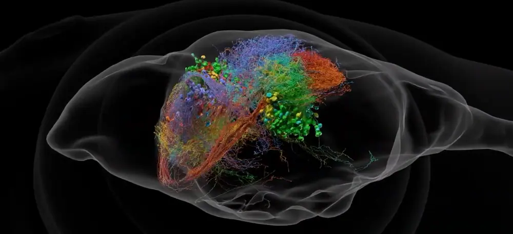 Multi-colored 3D map of interconnected neurons inside a translucent gray outline of a fruit fly head.