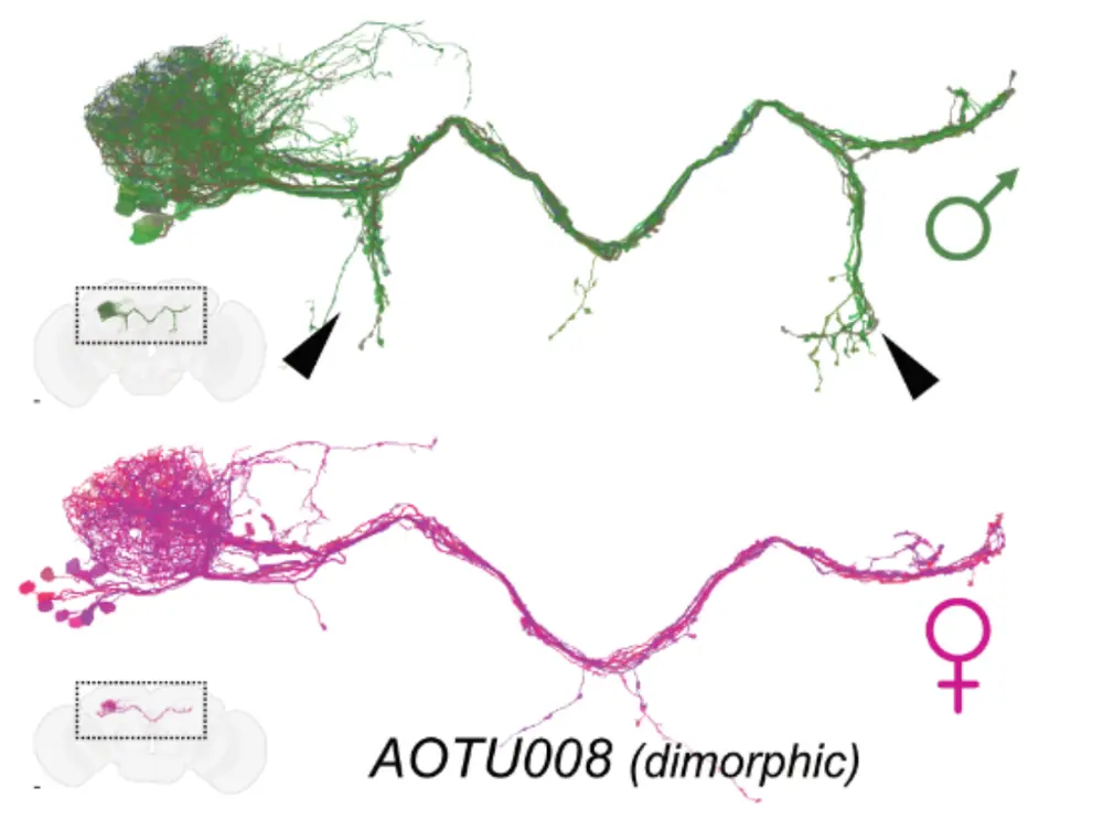 Comparison of the dimorphic AOTU008 neural pathway, showing differences between male and female fruit flies.