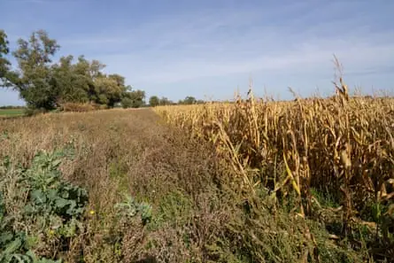 The wild bird feed mix field alongside a corn field on Peter Hatley’s farm in Landbeach, Cambridgeshire.