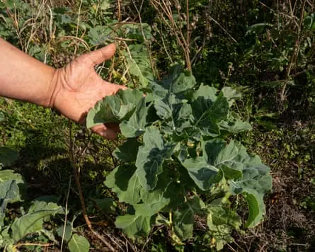 Kale growing in the ground