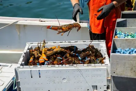 Lobsterman with lobsters