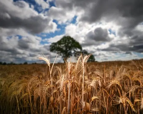 Golden wheat stalks in a Cheshire field, with a large tree and cloudy sky beyond