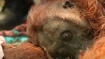 An orangutan lies dazed on the ground.