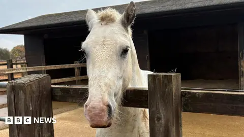 Surge in horses given up by owners as costs rise