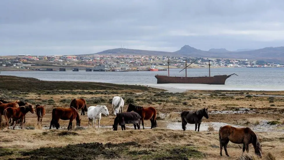 A scenic view of the Falkland Islands with grey skies. There are horses in the foreground and Stanley harbour is seen in the background across a bay