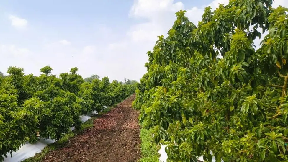 Avocado trees at a plantation in India