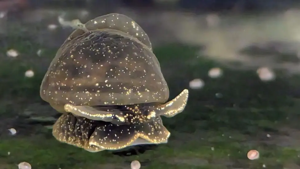 A glutinous snail in a tank in Dudley Zoo. The small, brown mollusc, flecked with spots of gold slithers across a surface covered in green algae.