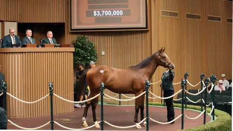 Racehorse market breaks records riding high on tax breaks, stock market gains