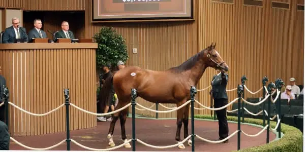 Racehorse market breaks records riding high on tax breaks, stock market gains