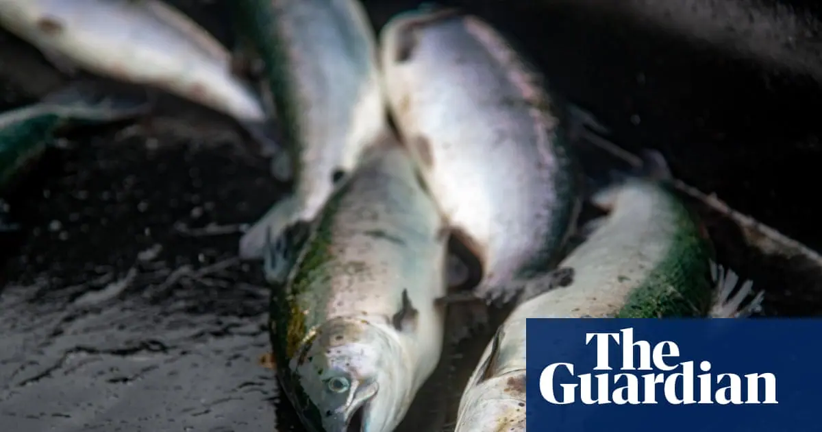 Lack of inspections at fish slaughterhouses a ‘disgrace’, says Animal Equality UK