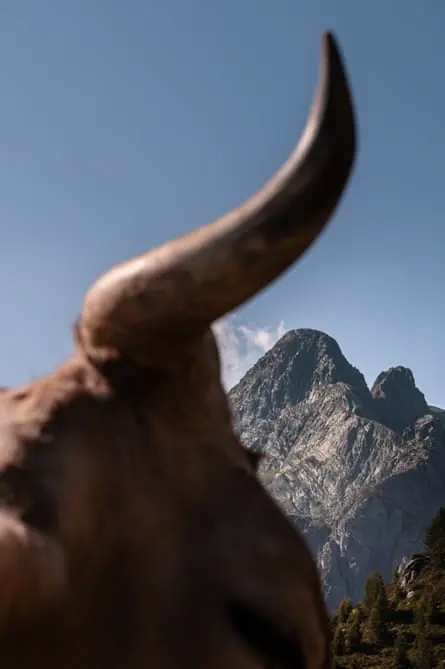 The horn of a cow with a mountain peak in the background