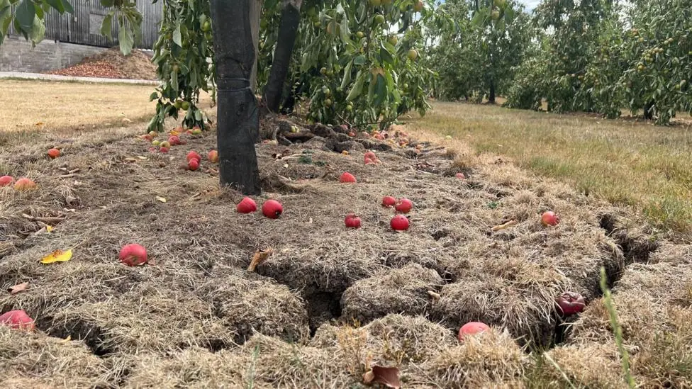 A tree with apples on the ground beneath it. The ground is cracked and dry.