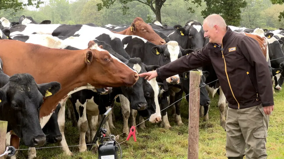 A man on the right of the image stood on front of a group of around 20 cows.
