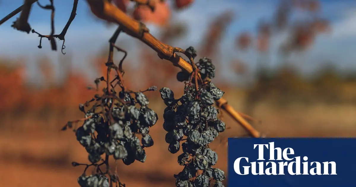 French wine industry facing historic low harvest after extreme summer heat