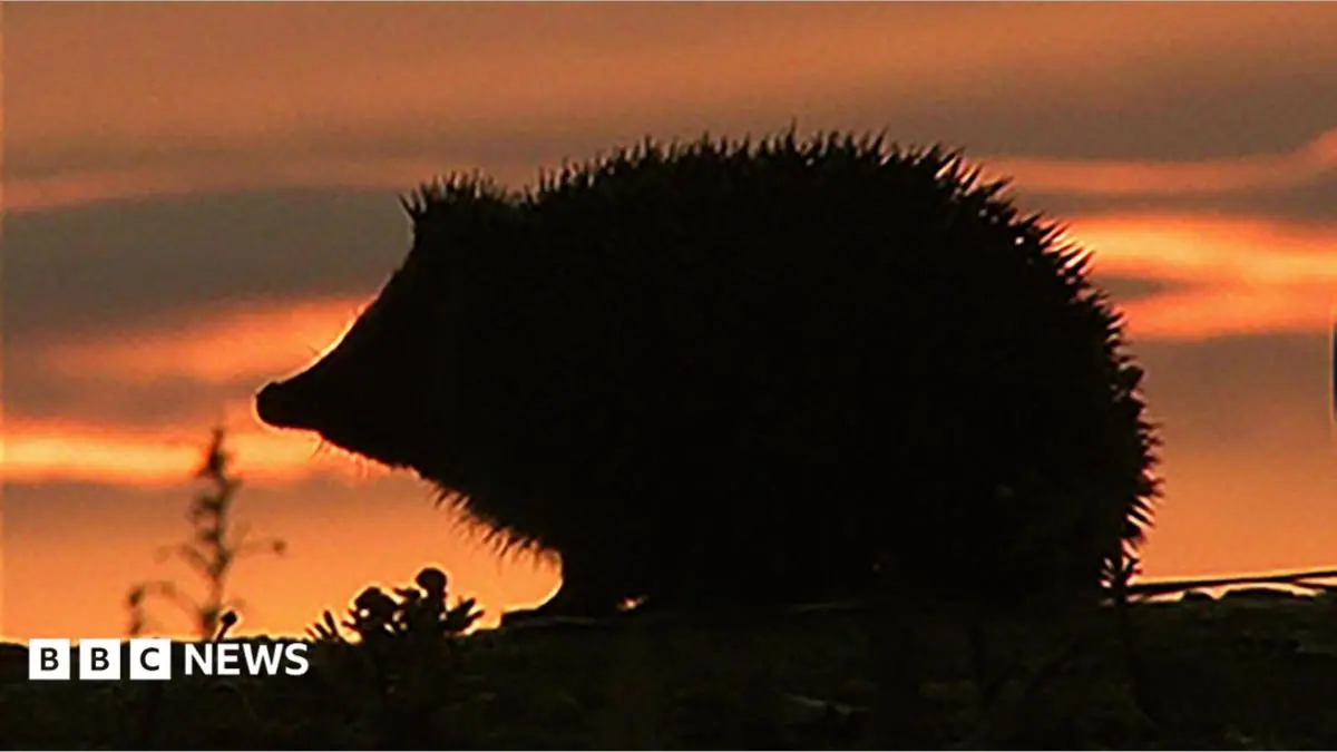 Hedgehog among four animals chosen to feature on new banknotes