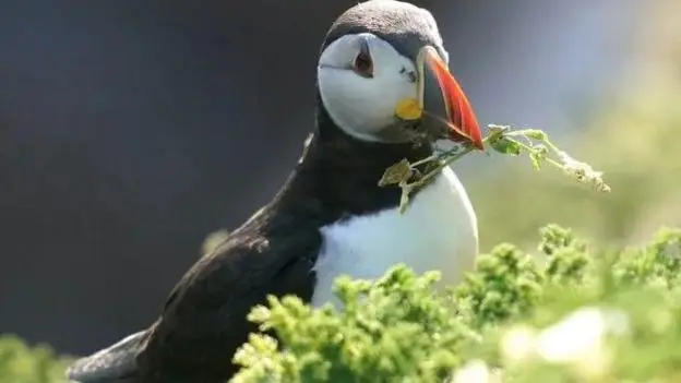 A black and white puffin with a twig in its beak