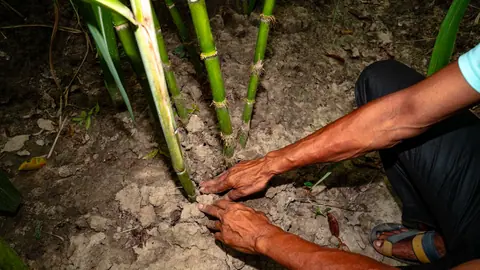 Inside India newsletter: Food crisis, economic shock ahead as India braces for El Niño