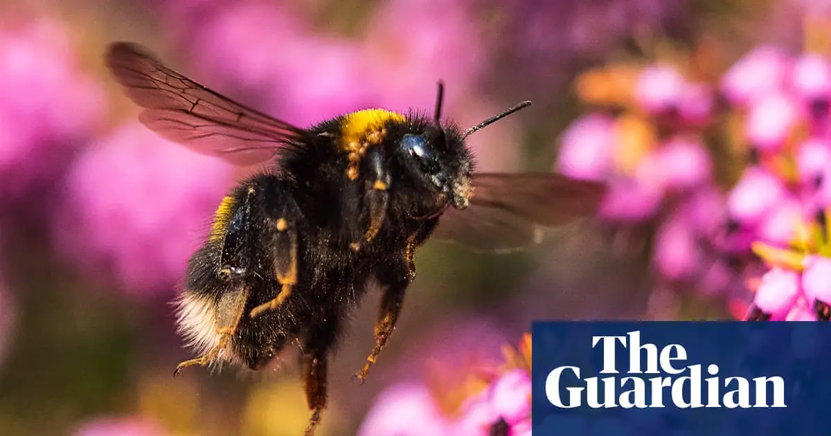 Next UK banknotes to feature barn owls, bumblebees, puffins and hedgehogs