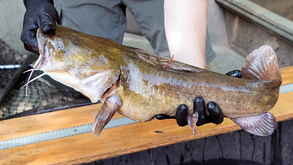 Caught Wels, known in English as “catfish” (stock image)