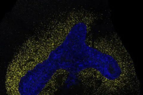 AI model decodes the language cells use to communicate