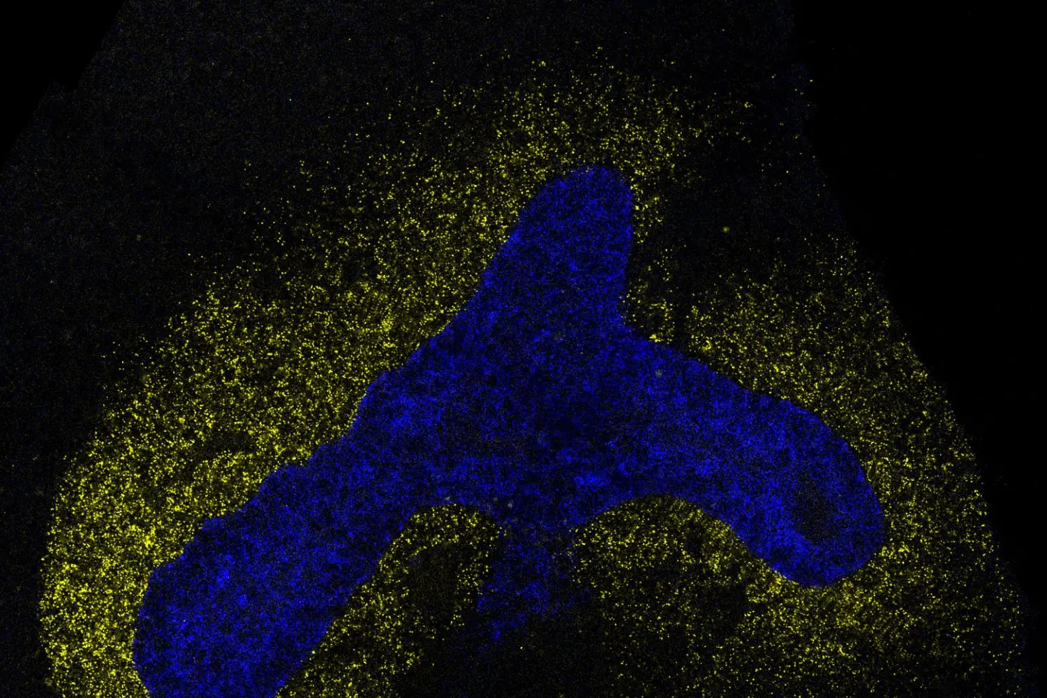 AI model decodes the language cells use to communicate