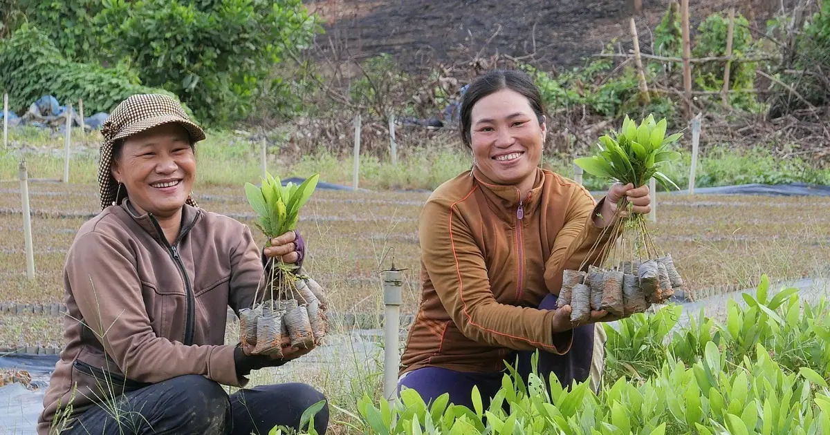 Công bố bản đồ ranh giới rừng: Cơ sở dữ liệu hỗ trợ doanh nghiệp đáp ứng quy định EUDR