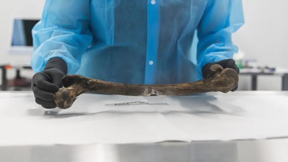 A scientist wearing blue overalls and black gloves holds either end of large thigh bone.