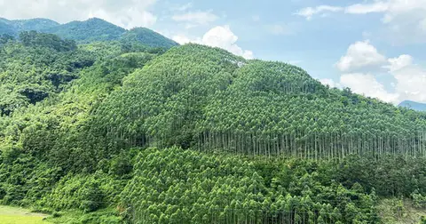 Xây dựng ngành lâm nghiệp đa giá trị, phát triển bền vững