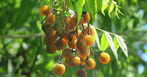 Vì sao Hà Nội cấm trồng loài cây quen thuộc với nhiều người Việt, là dược liệu trong nhiều bài thuốc dân gian?
