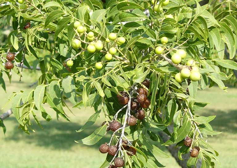 - Ảnh 1.