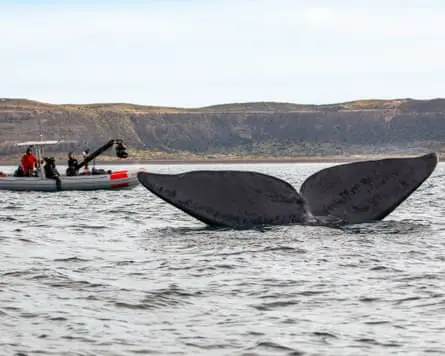 A TV crew in a small boat record a whale’s fluke above water